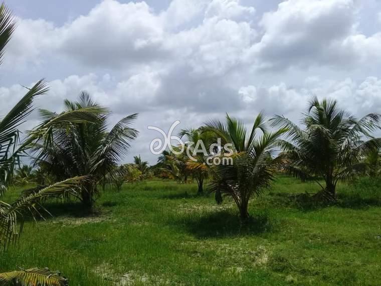 Coconut Land Sale in Puttalam