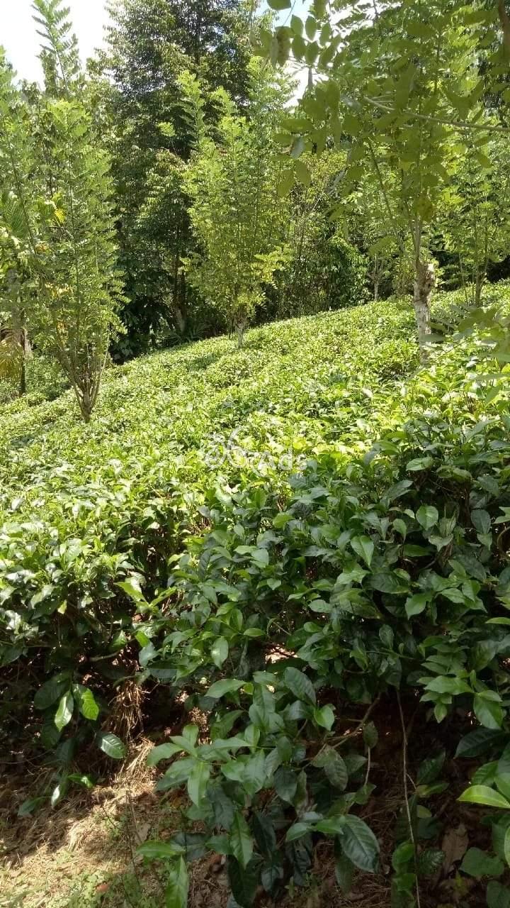 Tea land for sale in Deraniyagala
