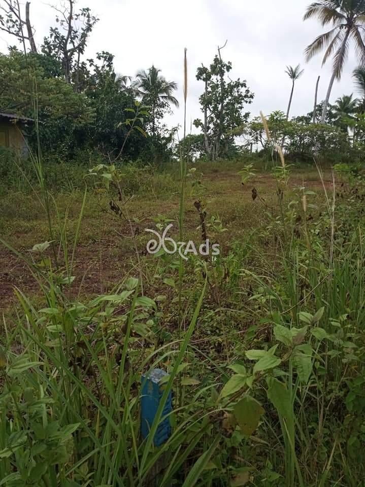 Land for Sale in Gonapola