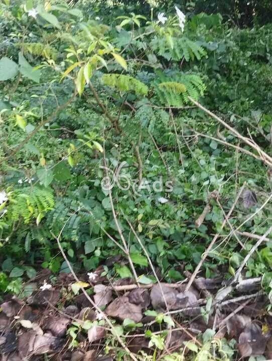 Land for Sale - Baddegama