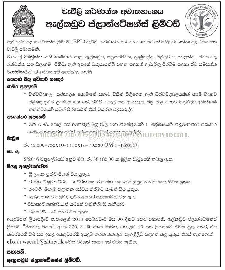 Assistant Estate Superintendent Government Vacancy at Elkaduwa Plantations Limited