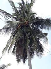 Coconut Land for Sale, maruads.lk