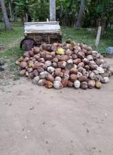 Coconut Land for Sale, maruads.lk