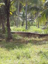 Coconut Land for Sale, maruads.lk
