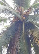 Coconut Land for Sale, maruads.lk