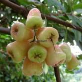 Coconut Land for Sale, maruads.lk