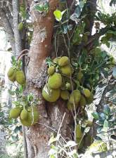 Coconut Land for Sale, maruads.lk