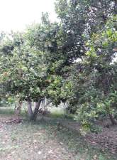 Coconut Land for Sale, maruads.lk