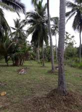 Coconut Land for Sale, maruads.lk