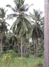 Coconut Land for Sale, maruads.lk
