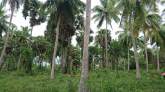 Coconut Land for Sale, maruads.lk