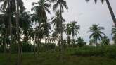 Coconut Land for Sale, maruads.lk