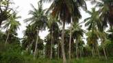 Coconut Land for Sale, maruads.lk