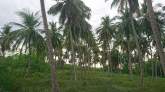 Coconut Land for Sale, maruads.lk