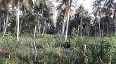 Land for Sale, maruads.lk