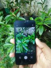 Huawei Y5 2019, maruads.lk