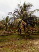 Land for Sale, maruads.lk