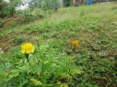 Land for Sale in Madapatha, Piliyandala, maruads.lk