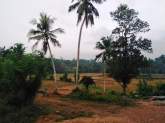 Land For Sale in Attanagalla, Haggalla, maruads.lk