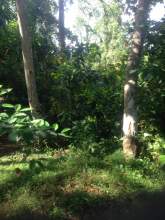 Beautiful Land next to Nilwala River, maruads.lk