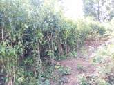 Land for sale, maruads.lk