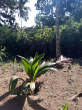 Land for sale, maruads.lk