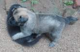 Lion - German Sheperd Puppies for Sell, maruads.lk