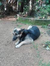 Lion - German Sheperd Puppies for Sell, maruads.lk